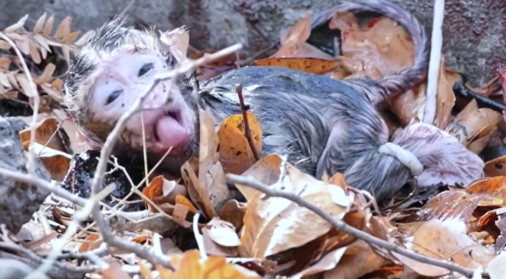 Old monkey ROZY sits with her newborn baby shortly after giving birth in a natural forest setting. The tiny infant clings close to its mother during its first moments of life while nearby monkeys observe from a distance.