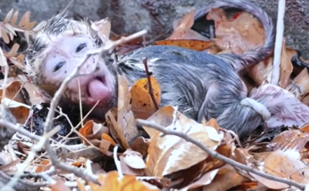 Old monkey ROZY sits with her newborn baby shortly after giving birth in a natural forest setting. The tiny infant clings close to its mother during its first moments of life while nearby monkeys observe from a distance.
