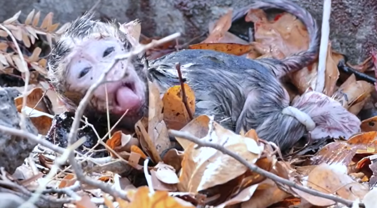 Old Monkey Rozy Welcomes a Newborn After Years in the Wild