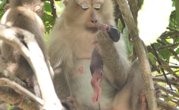 Mother Monkey ROZY sits quietly in a forest after the loss of her newborn. The image captures a peaceful yet emotional wildlife moment that reflects the challenges of motherhood in nature.