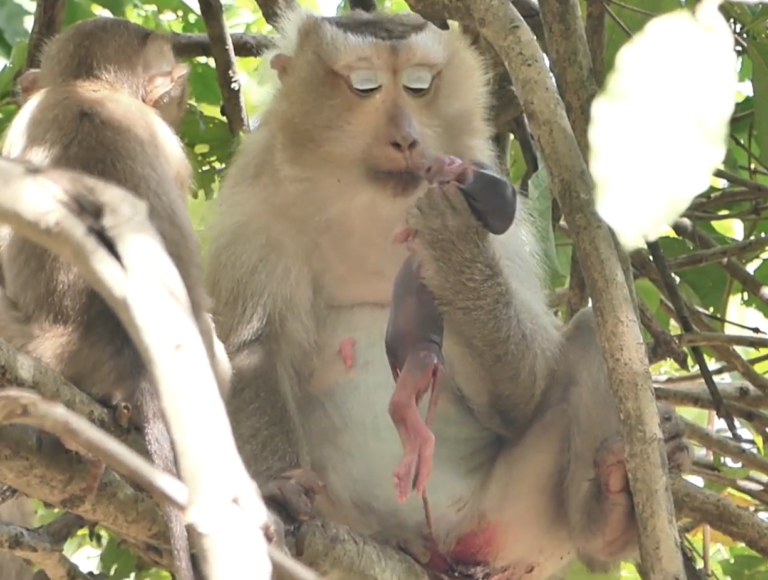 A Difficult Day for Mother Monkey Rozy