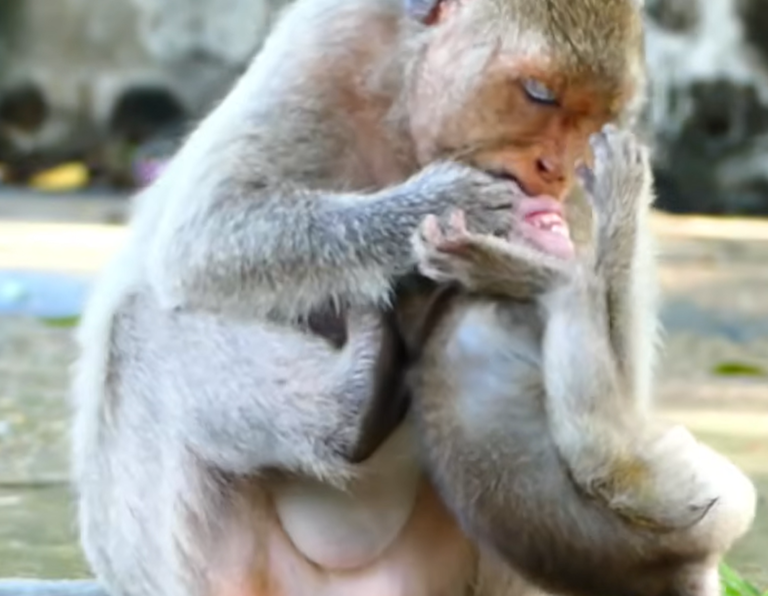 Can This Little Monkey Recover After a Frightening Fall?