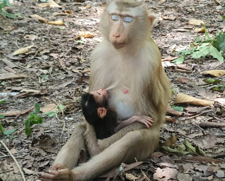 Meet the Sweet New Baby Monkey in the Troop