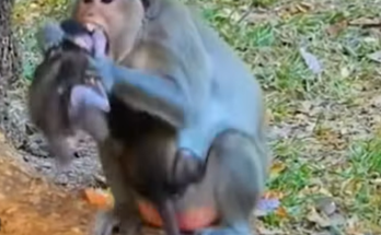 A frightened baby monkey clings to another monkey after becoming separated from its mother, looking confused and vulnerable in a heartbreaking moment of rejection and uncertainty.