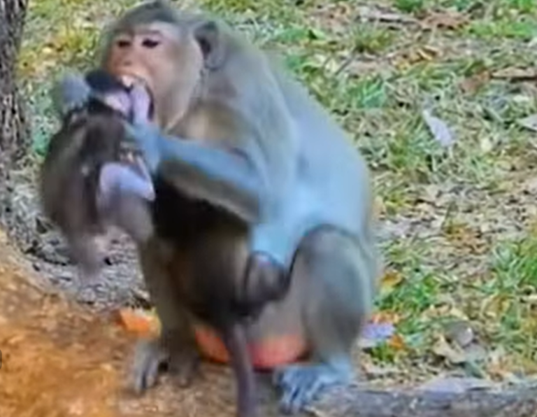 A Baby Monkey Mistakes Another Monkey for Her Mother