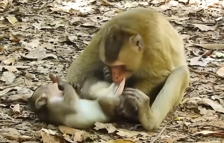 A Young Monkey’s Weaning Takes a Painful Turn