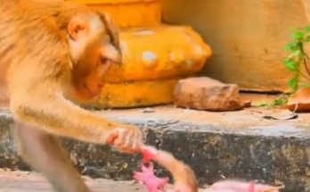 A young baby monkey reaches toward its mother, appearing frustrated after being refused milk during the natural weaning process. The emotional moment highlights the challenges of growing up in the wild while the mother remains calm nearby.
