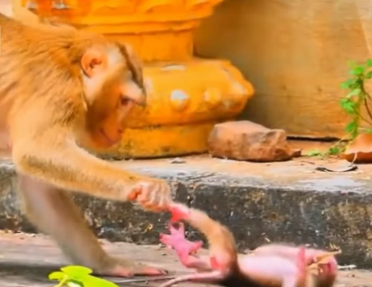 Little Monkey Gets Upset After Being Denied Milk