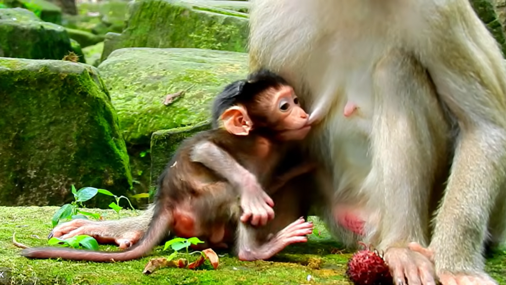 A newborn baby monkey peacefully breastfeeding from its mother during the morning. The caring mother provides plenty of milk while holding the tiny infant close in a natural forest setting, showing a heartwarming moment of maternal love.