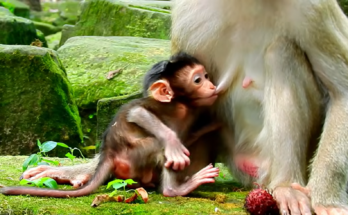 A newborn baby monkey peacefully breastfeeding from its mother during the morning. The caring mother provides plenty of milk while holding the tiny infant close in a natural forest setting, showing a heartwarming moment of maternal love.