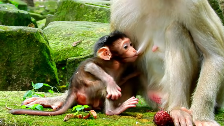 A New Baby Arrives, and Mom Has Plenty of Milk