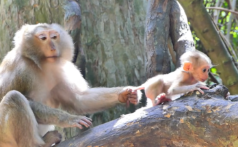 A dramatic wildlife scene showing Bonita carrying baby monkey Alfie while climbing a tall tree as Amanda watches anxiously from below, hoping to safely reunite with her baby in a natural forest environment.