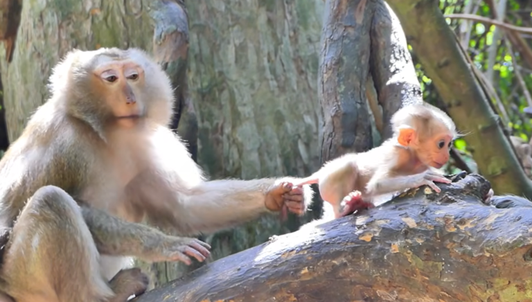 Bonita Climbs a Tall Tree With Baby Alfie