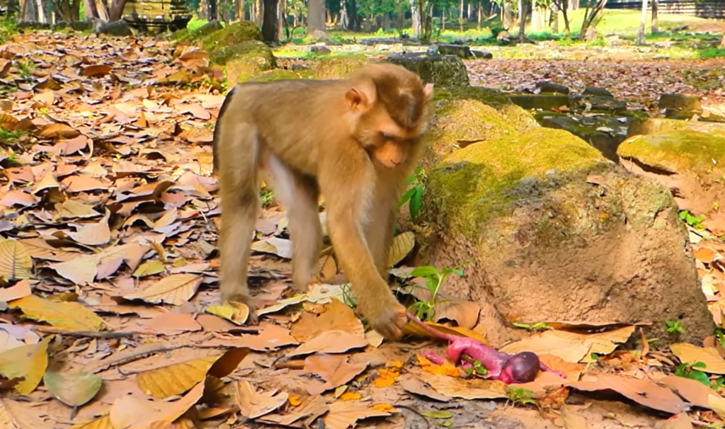Baby monkey Lily and her brother Leo carefully visit a newborn monkey resting with its family. The young monkeys gently observe the tiny baby in a peaceful natural setting, creating a heartwarming wildlife family moment.