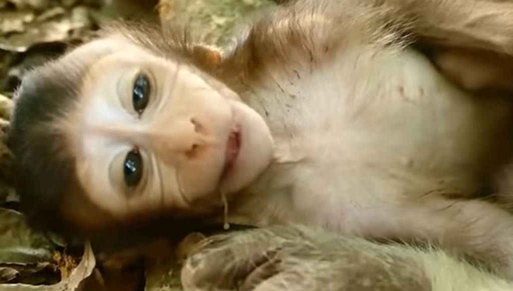 A group of young wild monkeys resting closely together after becoming weak and exhausted, showing signs of fatigue during a difficult moment in their natural forest habitat while nearby monkeys remain watchful.