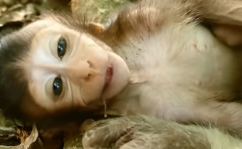 A group of young wild monkeys resting closely together after becoming weak and exhausted, showing signs of fatigue during a difficult moment in their natural forest habitat while nearby monkeys remain watchful.