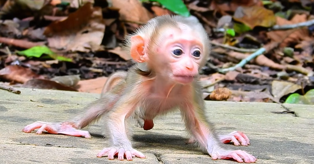 ❤️ One tiny milestone... then an unforgettable surprise just hours later. Joyce's little one amazed everyone! Read the heartwarming story that has people smiling everywhere. 🐒👇