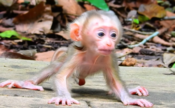 ❤️ One tiny milestone... then an unforgettable surprise just hours later. Joyce's little one amazed everyone! Read the heartwarming story that has people smiling everywhere. 🐒👇