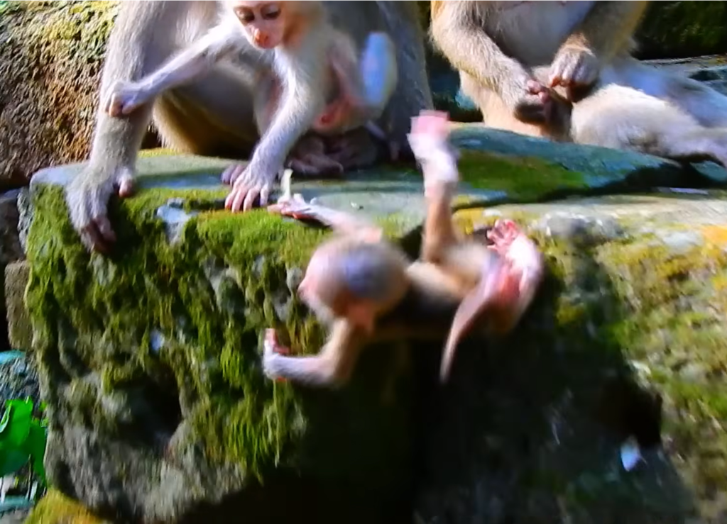 Baby Alfie, a young monkey, lies on the ground after an accidental fall while his mother Amanda stays nearby in a natural forest setting. The emotional scene captures concern, vulnerability, and the bond between mother and baby.