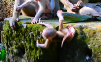 Baby Alfie, a young monkey, lies on the ground after an accidental fall while his mother Amanda stays nearby in a natural forest setting. The emotional scene captures concern, vulnerability, and the bond between mother and baby.
