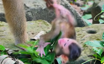 Tiny Baby Monkey Loren is being carefully carried across large natural jungle rocks while making soft calls. Surrounded by lush green forest, Loren looks alert and curious during the peaceful wildlife journey.
