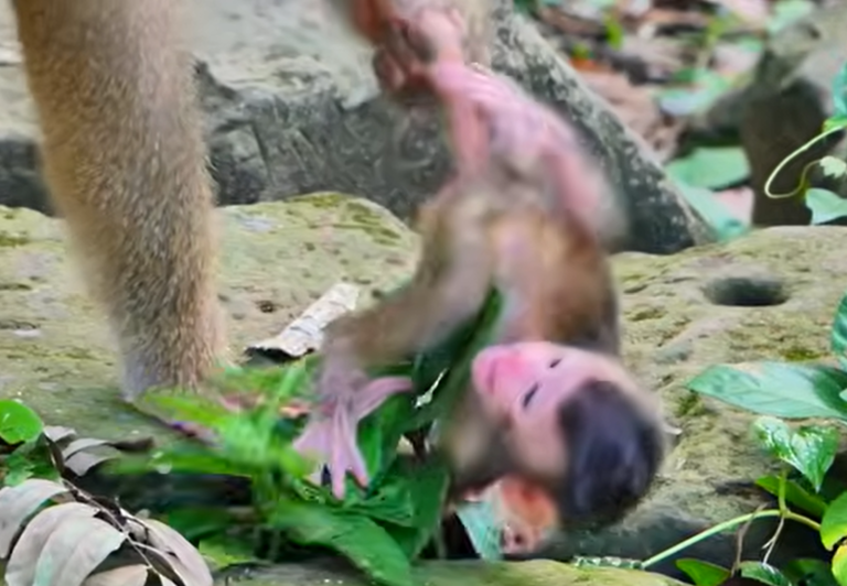 Baby Loren Calls Out While Carried Across the Rocks