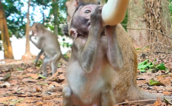 Baby monkey Elenor sits peacefully on a jungle rock, showing her noticeably round belly while looking curious. The photo captures a natural moment that sparks questions about her healthy growth and daily life in the wild.