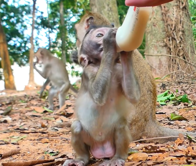 Why Baby Monkey Eleanor’s Tummy Looks So Round
