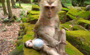 A young baby monkey named Eleanor is shown with a noticeably enlarged belly while resting quietly. The image highlights concern for her health and encourages compassion for young wildlife. No diagnosis is made, and the focus is on hope for her recovery.