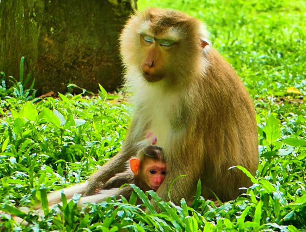 Monkey Joyce gently cradles her healthy newborn baby Jony shortly after birth. The loving mother watches over her tiny infant in a peaceful natural setting, celebrating the beginning of a new life.