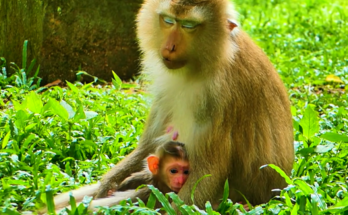 Monkey Joyce gently cradles her healthy newborn baby Jony shortly after birth. The loving mother watches over her tiny infant in a peaceful natural setting, celebrating the beginning of a new life.