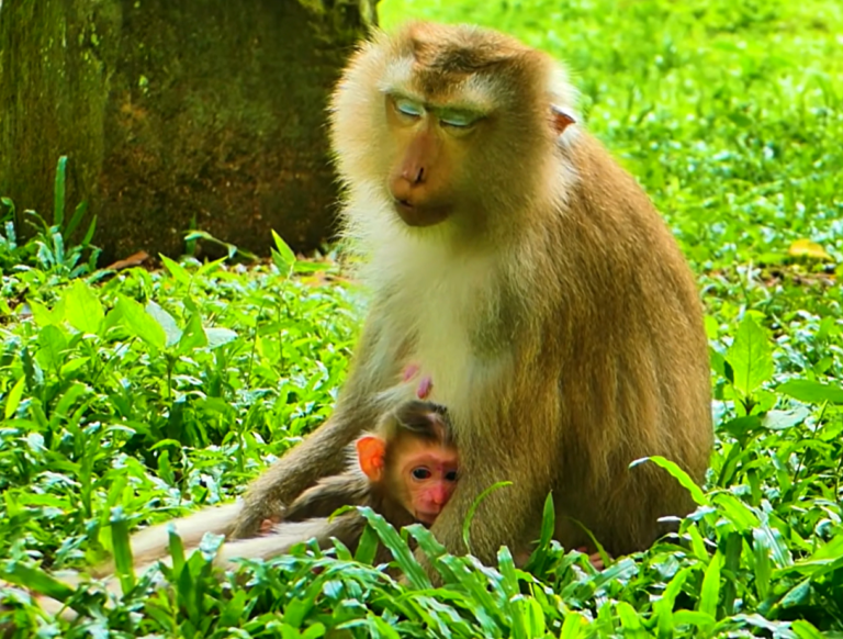 Monkey Joyce Welcomes Healthy Baby Jony