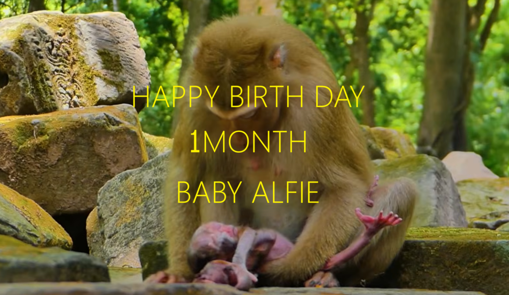 A one-month-old male hybrid baby monkey named Alfie sits close to his family with bright curious eyes, celebrating his first monthly milestone in a peaceful natural setting.