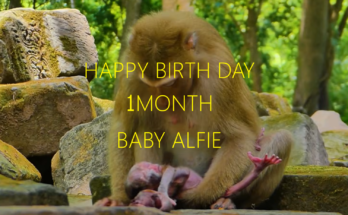 A one-month-old male hybrid baby monkey named Alfie sits close to his family with bright curious eyes, celebrating his first monthly milestone in a peaceful natural setting.