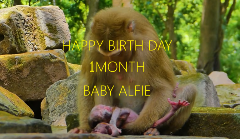 Happy 1-Month Birthday to Baby Alfie