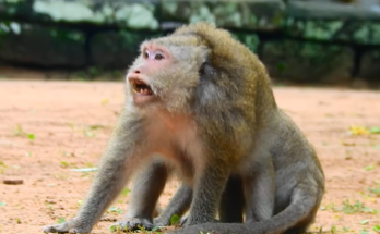 A group of wild monkeys experiences a tense confrontation while a small baby monkey stays close during the disturbance. The scene captures a dramatic moment of natural animal behavior in an outdoor setting.