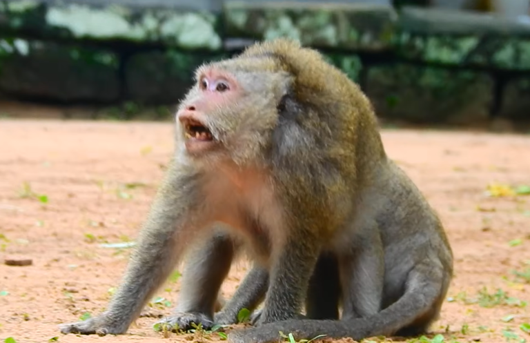 A Baby Monkey Caught in the Middle of a Troop Fight