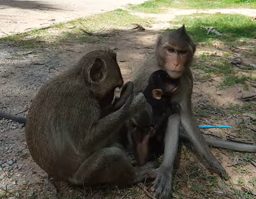 A small baby monkey named Cali cries loudly during a tense moment while another monkey is nearby. The emotional wildlife scene captures the baby's frightened expression and natural behavior in its environment.