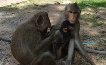 A small baby monkey named Cali cries loudly during a tense moment while another monkey is nearby. The emotional wildlife scene captures the baby's frightened expression and natural behavior in its environment.