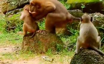 A young baby monkey named Savana appears distressed while sitting apart from a troop of monkeys in a natural forest environment. The baby seems hesitant to approach the group, creating an emotional wildlife scene that highlights the challenges young monkeys may face after becoming separated from their familiar family.