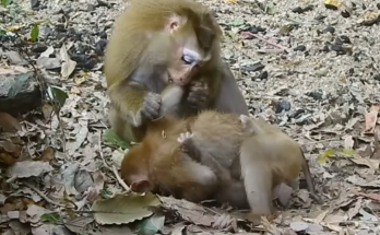 A young baby monkey sits looking sad after becoming separated from its mother, Libby. The emotional wildlife moment highlights the challenges young monkeys sometimes face in their natural environment.