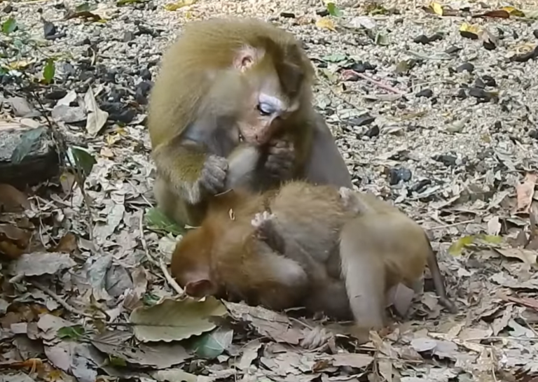 Libby’s Baby Faces a Difficult Moment in the Wild