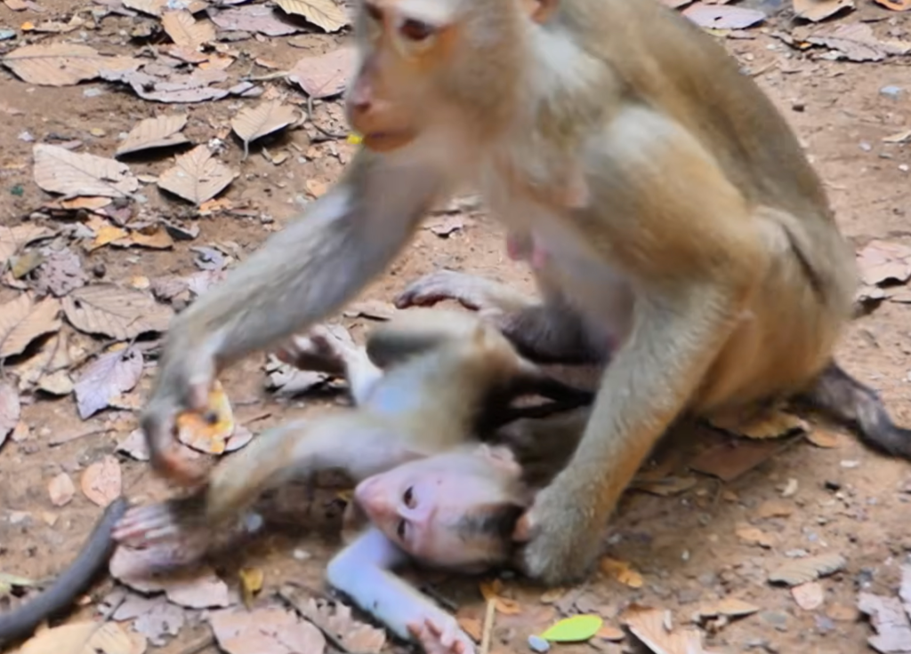 A baby monkey named Lily cries while reaching toward her mother, Libby, during an emotional moment in the wild. The touching interaction highlights the challenges of motherhood and growing up in nature.