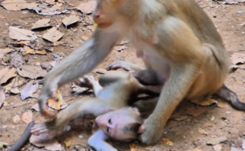 A baby monkey named Lily cries while reaching toward her mother, Libby, during an emotional moment in the wild. The touching interaction highlights the challenges of motherhood and growing up in nature.