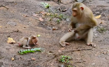 💔 OMG... Baby Alfie cried nonstop and rushed to his mom the moment she walked away. What happened next left everyone emotional. ❤️ Read the full story.