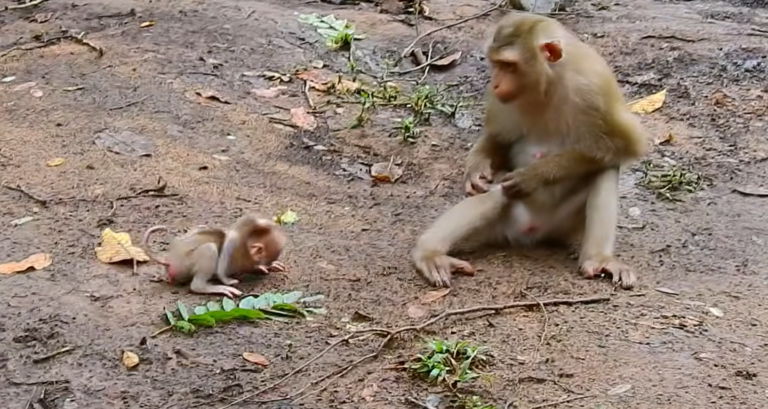Newborn Alfie Cries for His Mother in the Forest