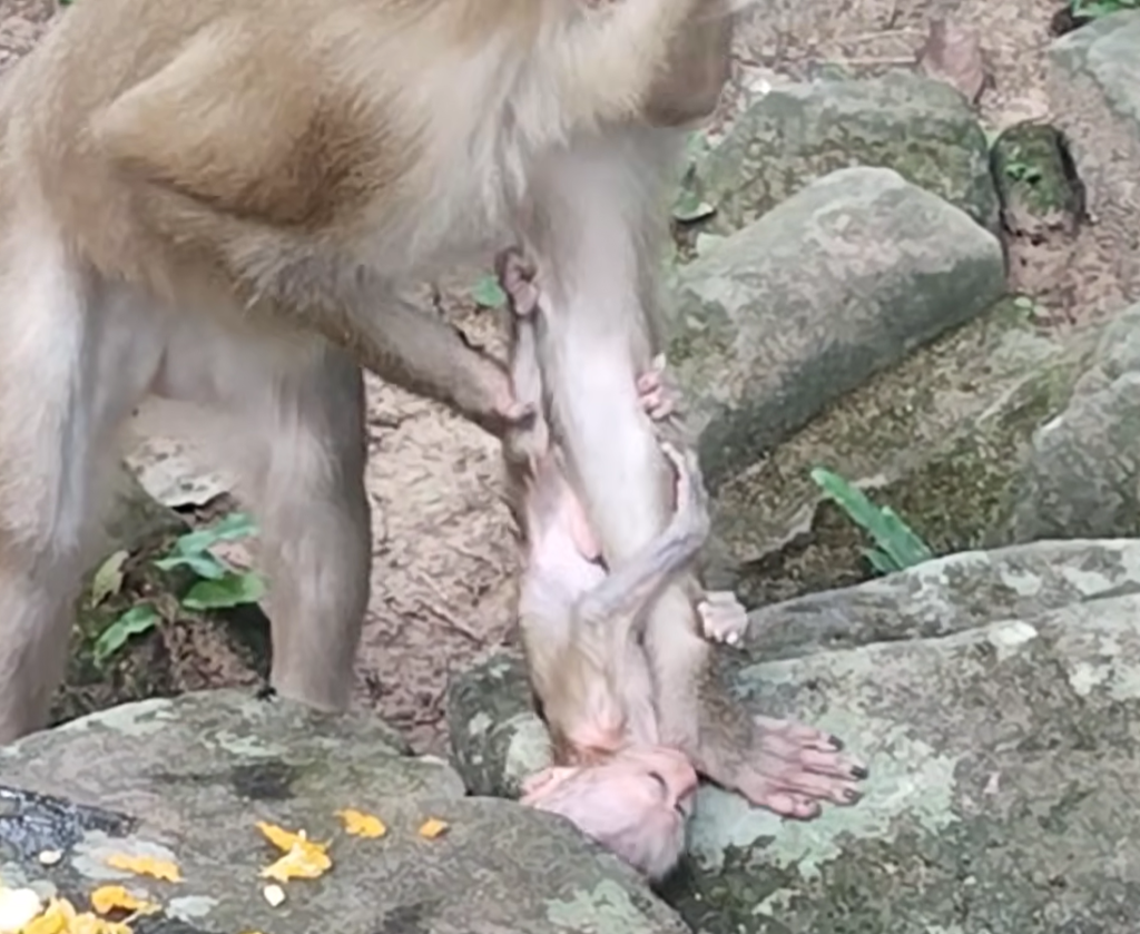 A baby monkey named Alfie appears distressed, crying while reaching out after becoming separated from his mother, Amanda, during a natural wildlife moment.