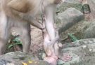 A baby monkey named Alfie appears distressed, crying while reaching out after becoming separated from his mother, Amanda, during a natural wildlife moment.