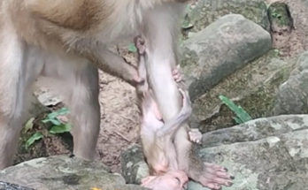 A baby monkey named Alfie appears distressed, crying while reaching out after becoming separated from his mother, Amanda, during a natural wildlife moment.