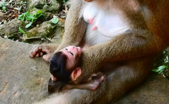 💛 Your heart may melt watching this. A newborn monkey faces an emotional milestone far sooner than expected. What message would you send to this little fighter?